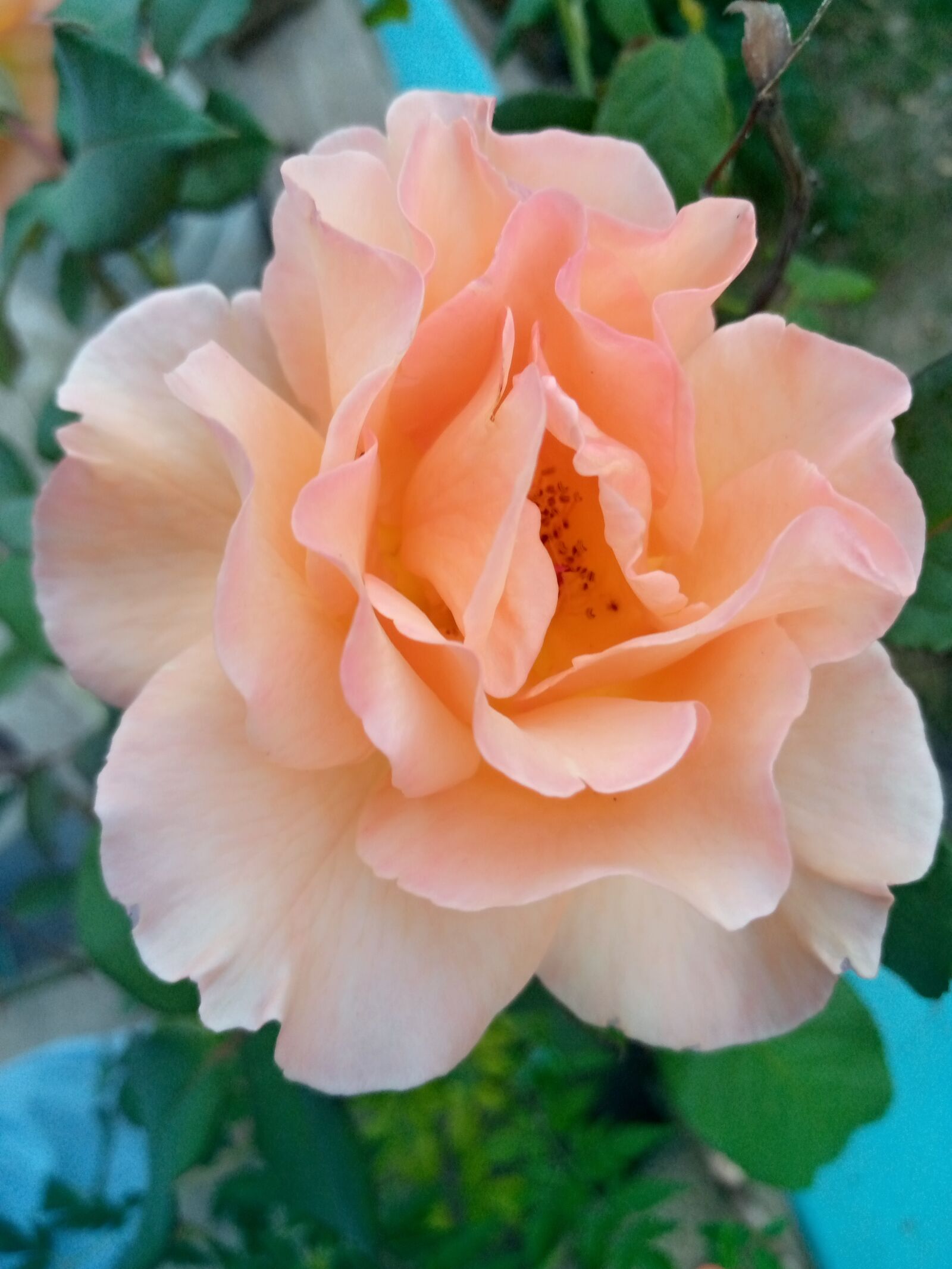 TECNO MOBILE LIMITED TECNO KC2 sample photo