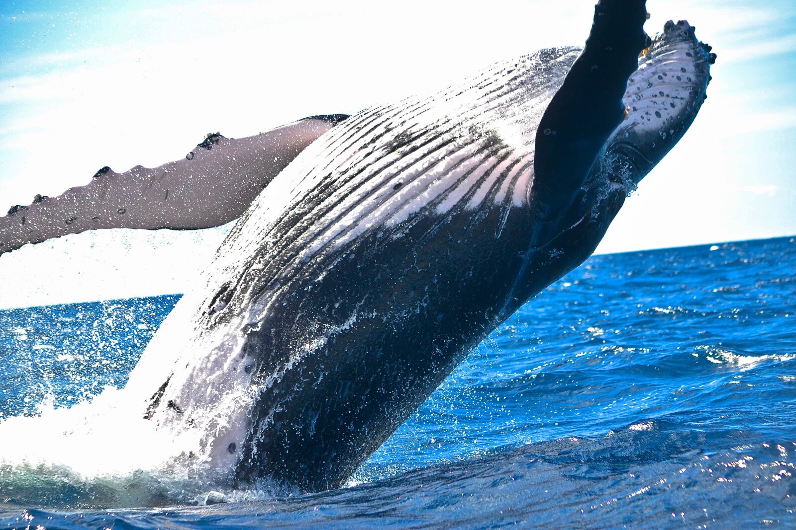 Nikon D3100 sample photo. Animal, whale, nature photography