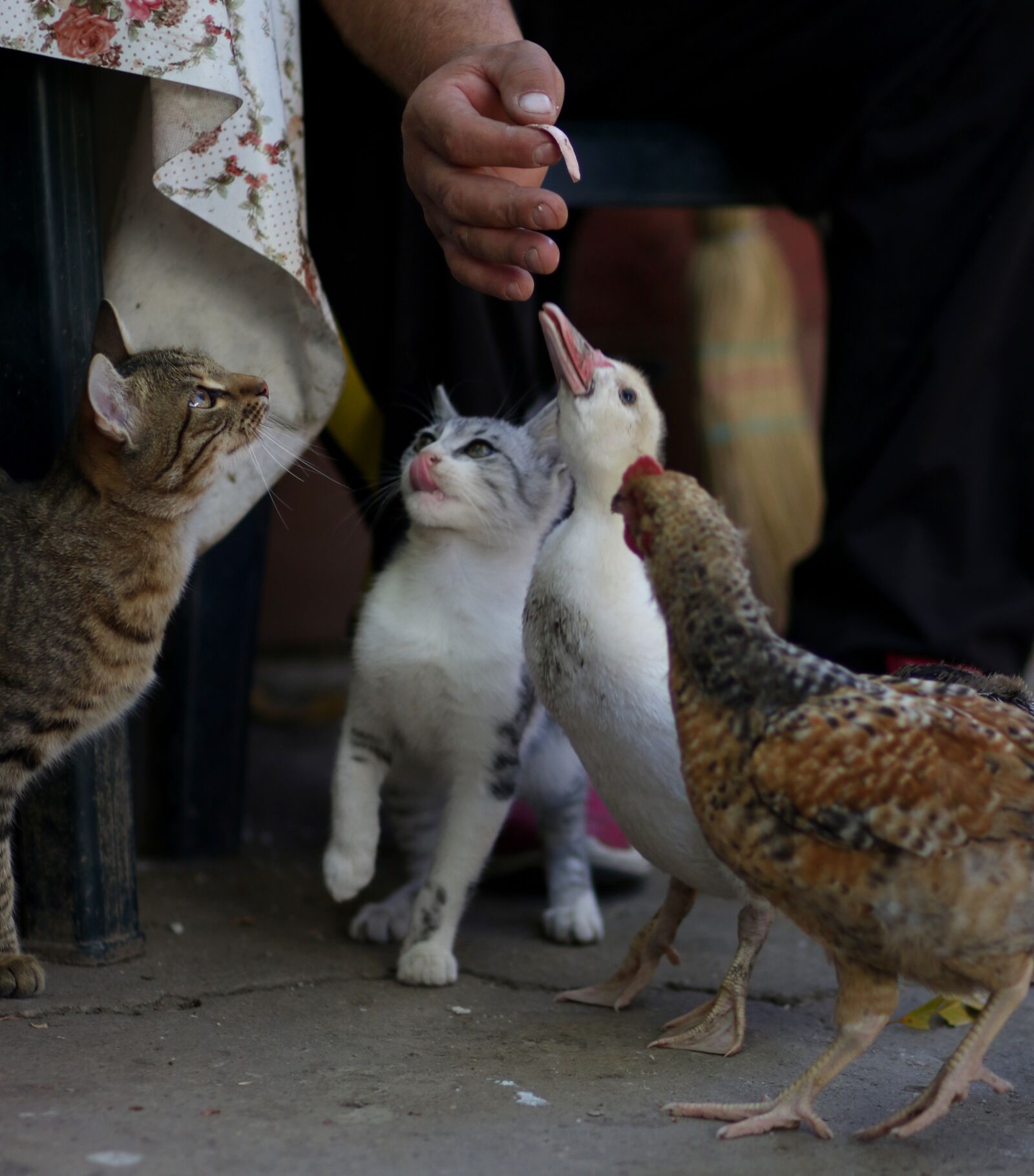 Canon EF 85mm F1.8 USM sample photo. Cat, rate, chicken photography