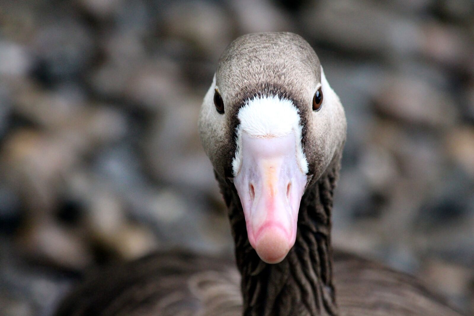 Canon EOS 650D (EOS Rebel T4i / EOS Kiss X6i) sample photo. White-fronted goose, anser albifrons photography