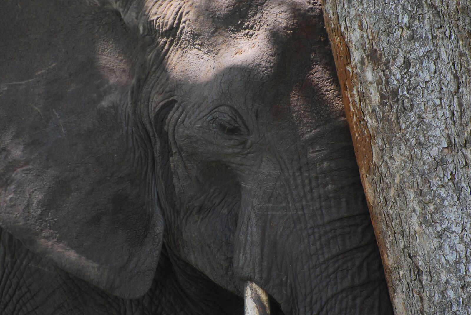 Nikon D200 sample photo. Elephant, africa, animal photography