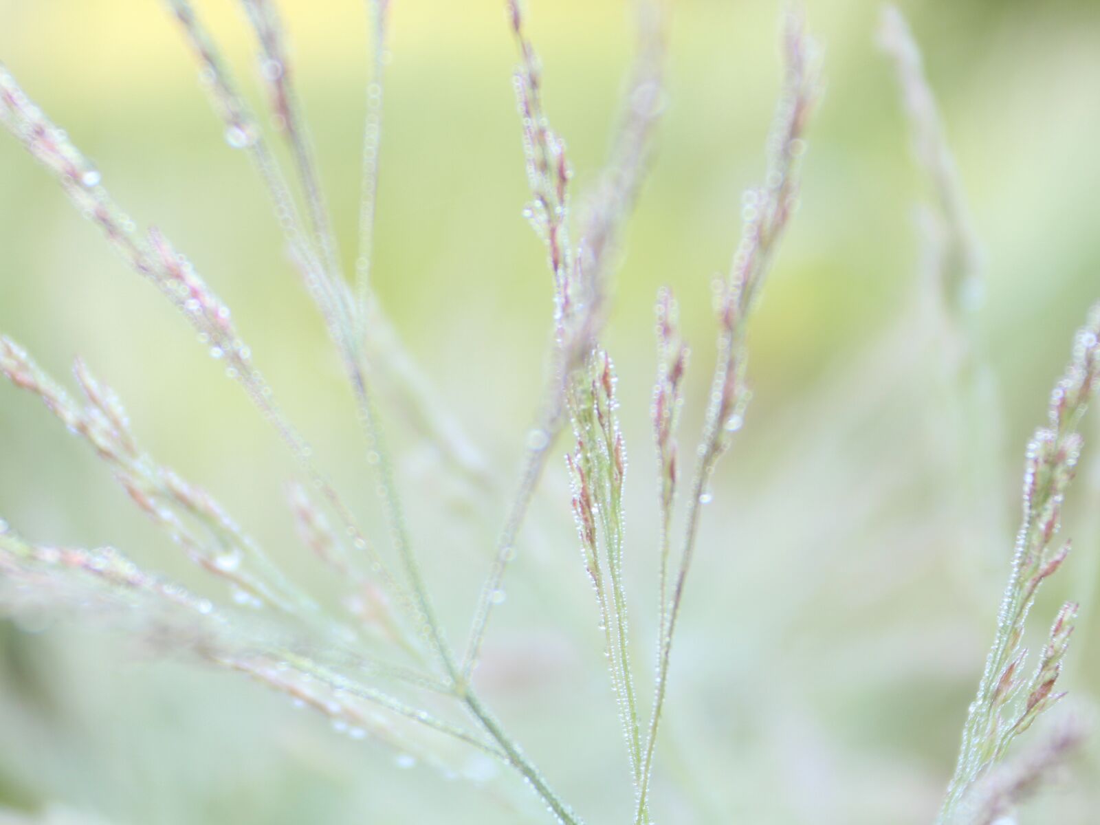 Canon EOS 650D (EOS Rebel T4i / EOS Kiss X6i) sample photo. Plant, flora, meadow photography