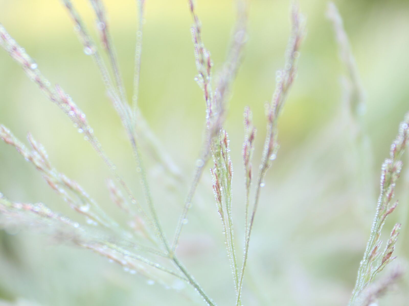 Canon EOS 650D (EOS Rebel T4i / EOS Kiss X6i) + Canon EF-S 18-55mm F3.5-5.6 IS II sample photo. Plant, flora, meadow photography