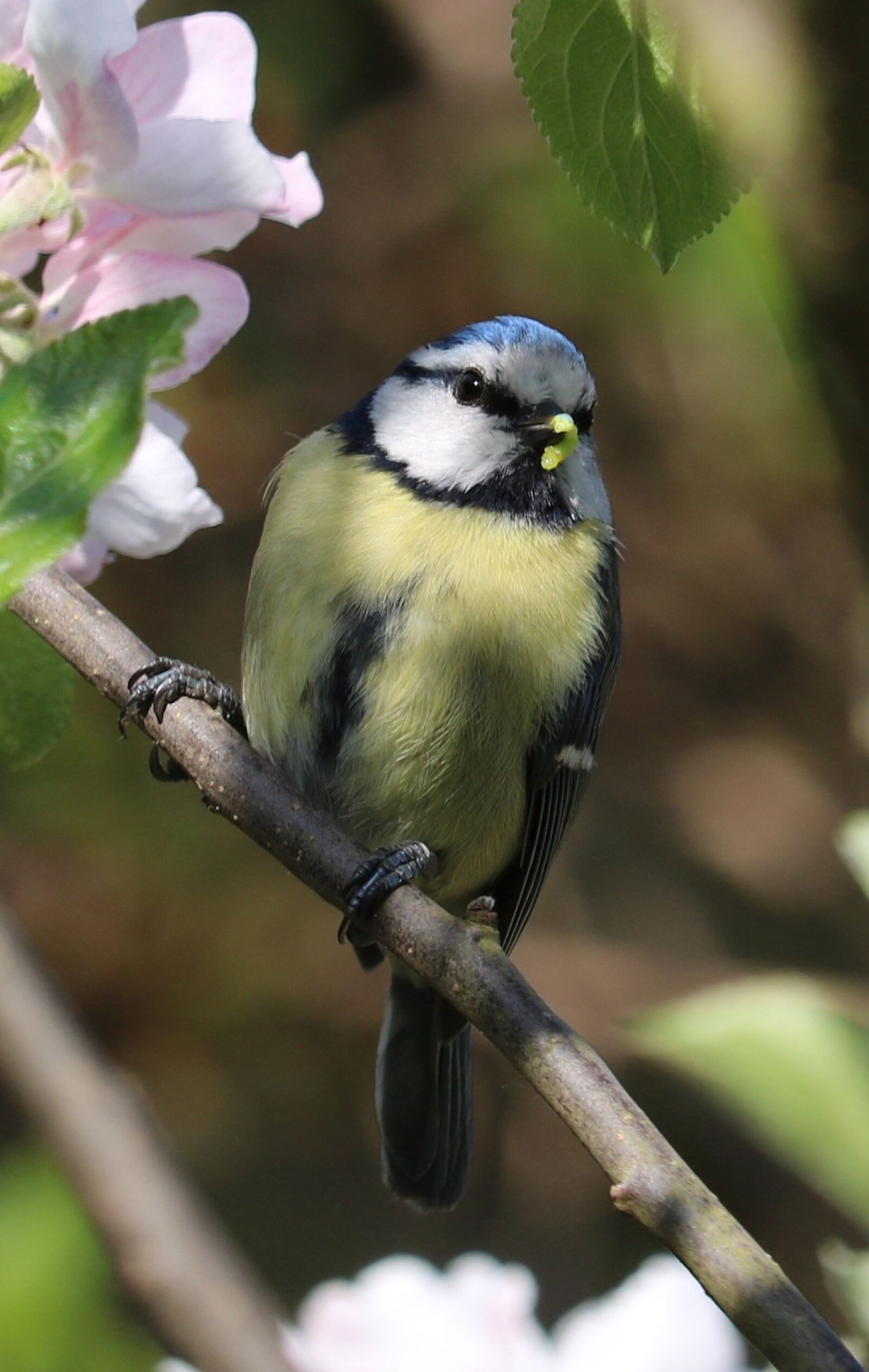 Canon EOS 750D (EOS Rebel T6i / EOS Kiss X8i) sample photo. Blue tit, bird, blossom photography