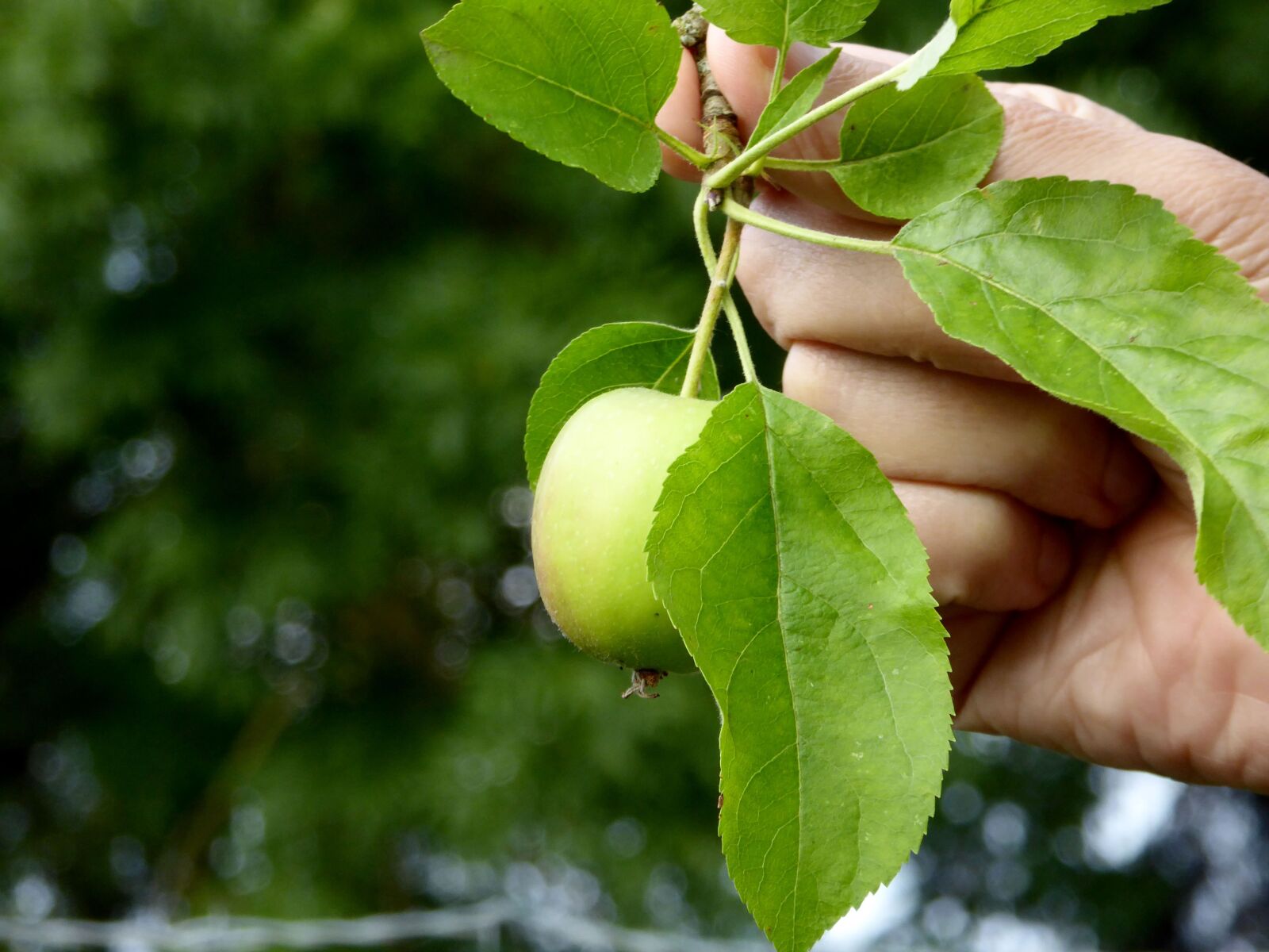 Panasonic DMC-TZ61 sample photo. Apple, hand, leaves photography