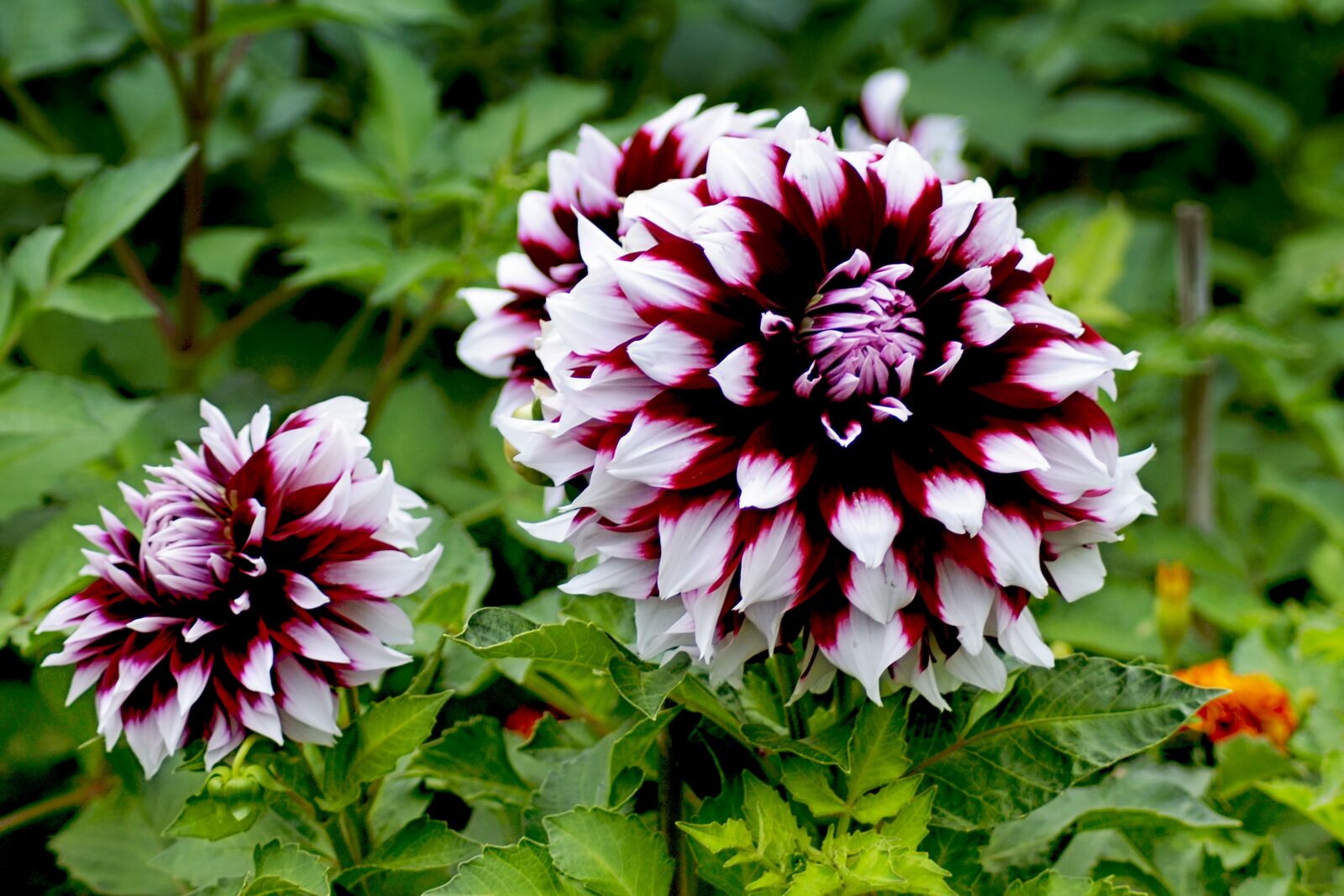 Nikon D3000 sample photo. Dahlia, pink white, autumn photography