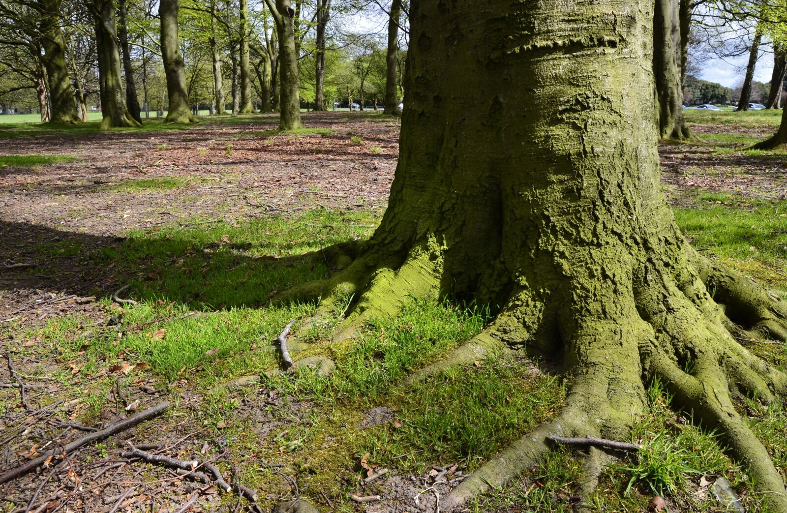 Nikon D7000 sample photo. Tree, stump, nature photography
