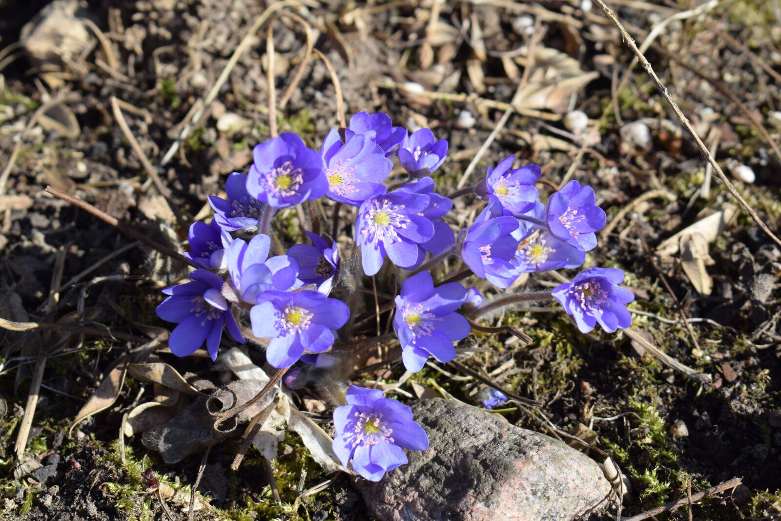 Nikon D3300 sample photo. Flowers, violets, spring photography