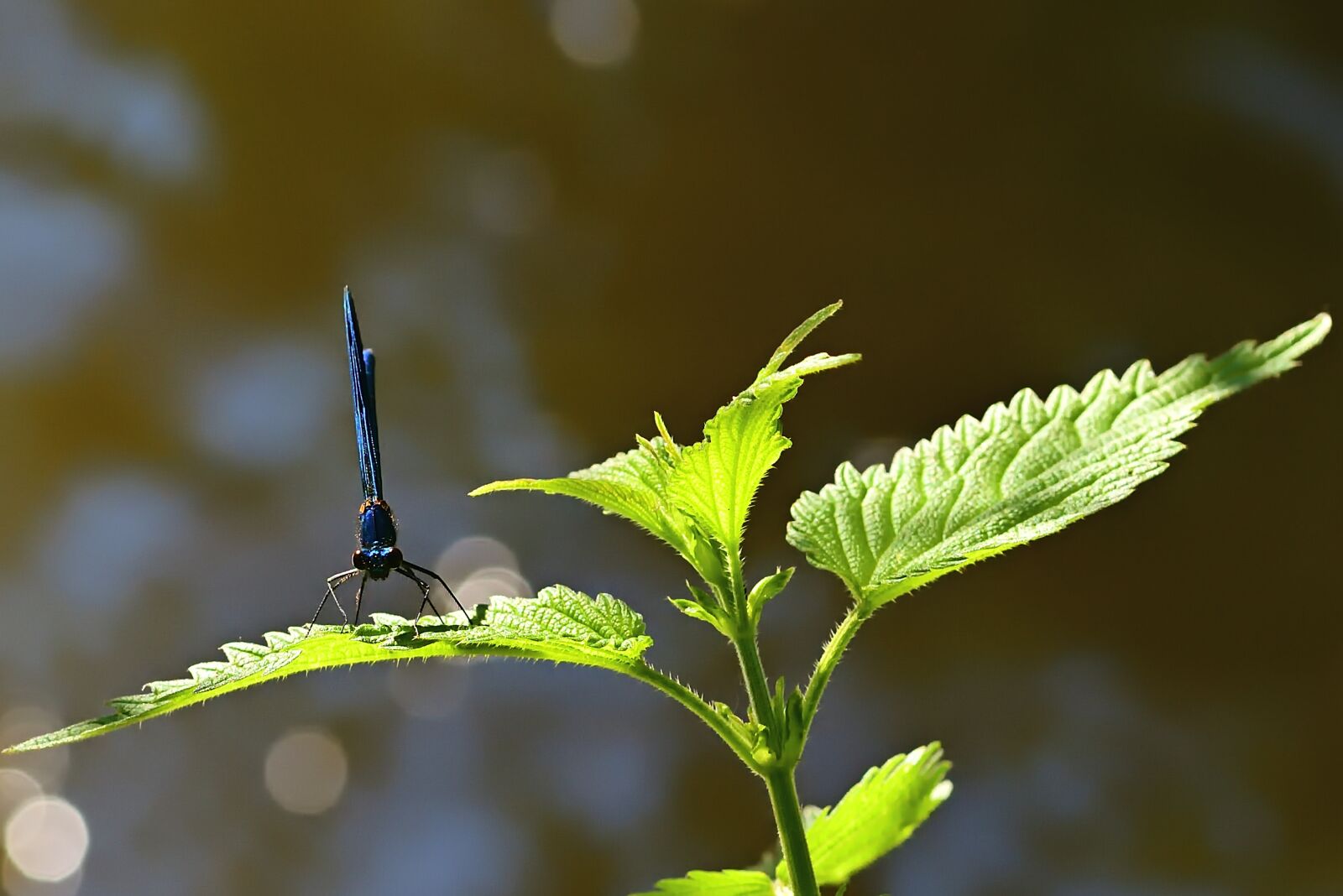 Nikon D5200 sample photo. Dragonfly, blue, insect photography