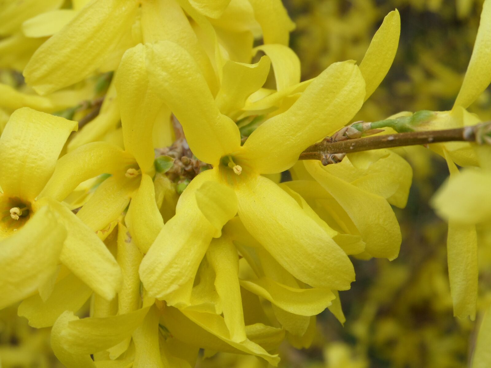 Samsung WB200F/WB201F/WB202F sample photo. Forsythia, gold lilac, golden photography