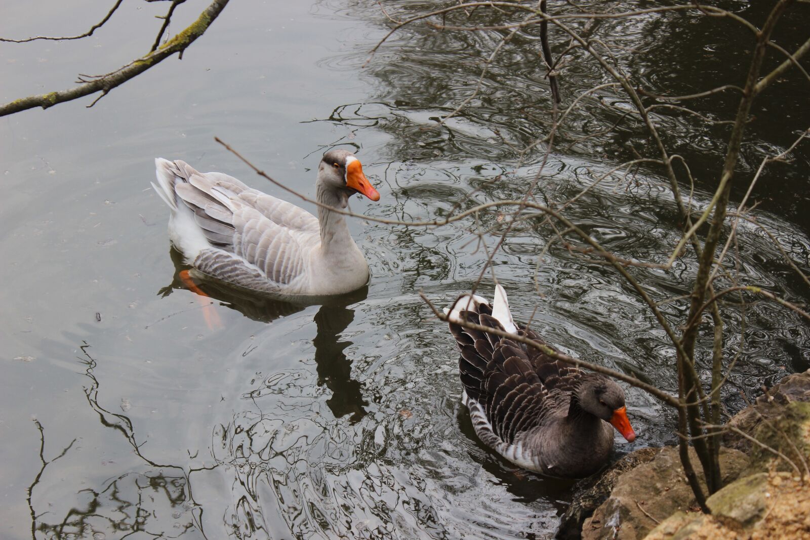 Canon EOS 600D (Rebel EOS T3i / EOS Kiss X5) sample photo. Duck, lake, istanbul photography