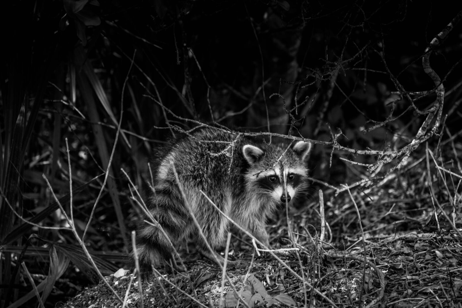 Nikon D5300 sample photo. Raccoon, wildlife, black and photography