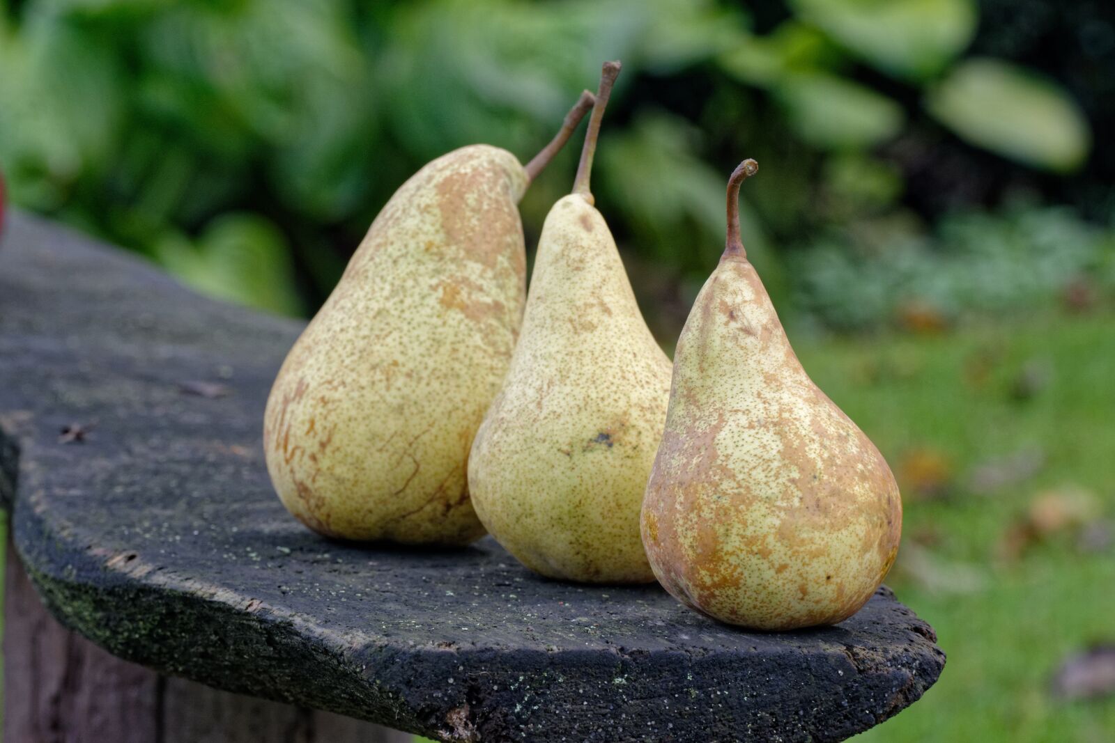 Nikon D5200 sample photo. Autumn, pear, pears photography