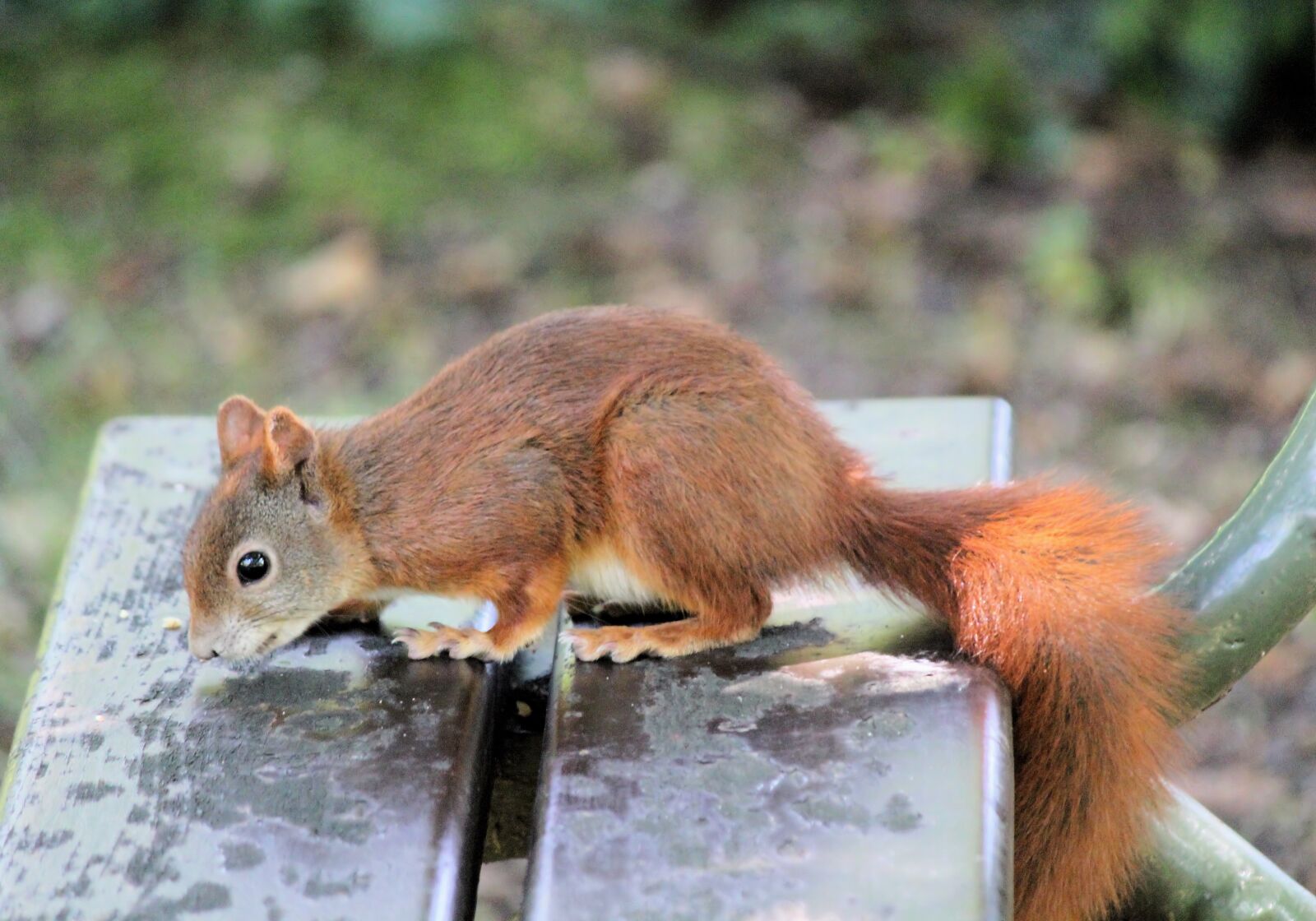 Canon EOS 550D (EOS Rebel T2i / EOS Kiss X4) sample photo. The squirrel, rain, bench photography