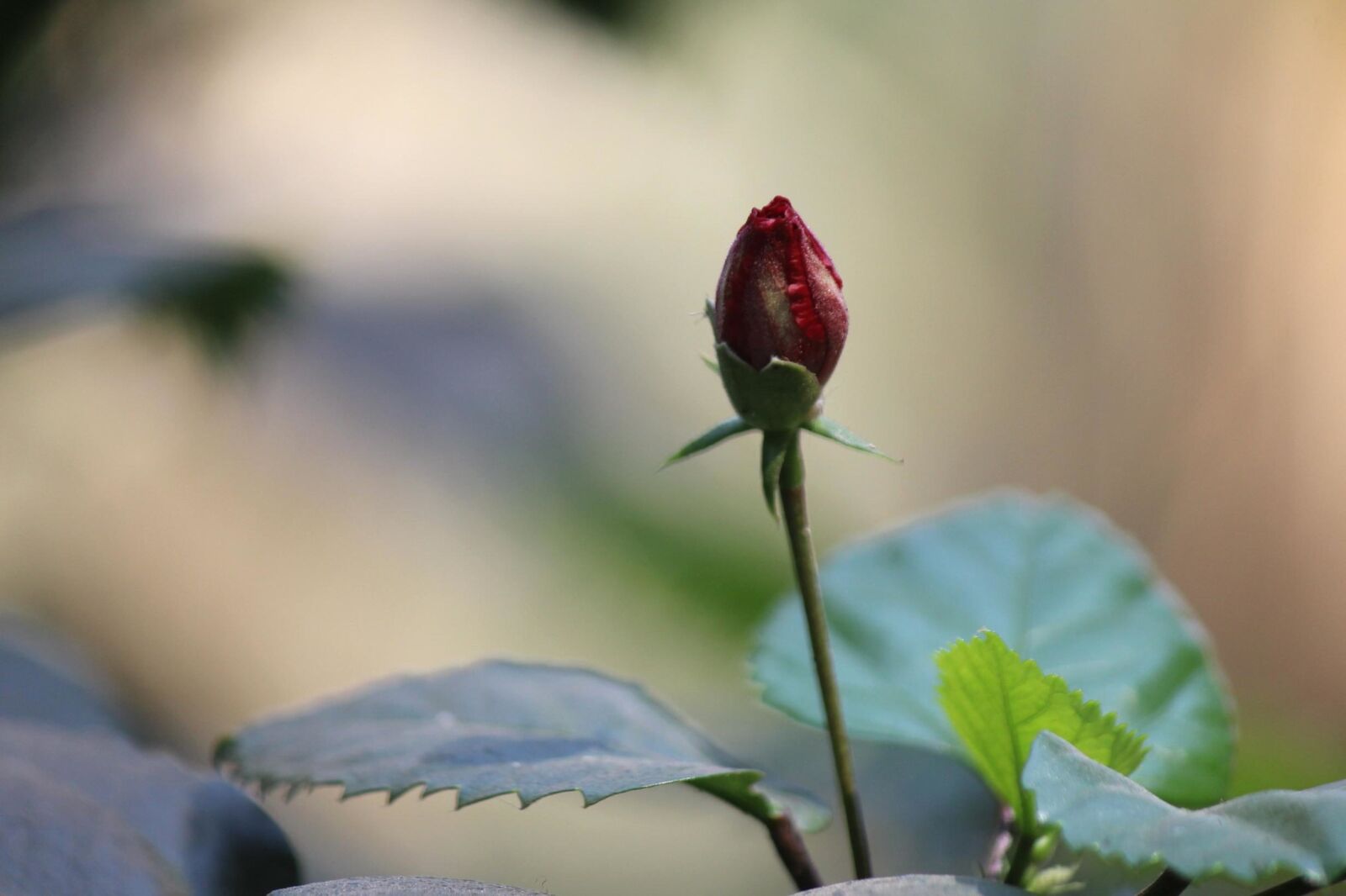 Canon EOS 600D (Rebel EOS T3i / EOS Kiss X5) sample photo. Red, rose, flower bud photography