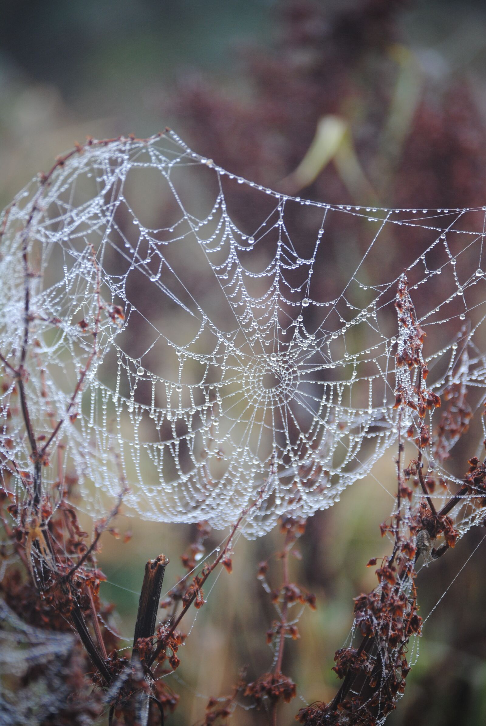 Nikon D3000 sample photo. Web, nature, insect photography