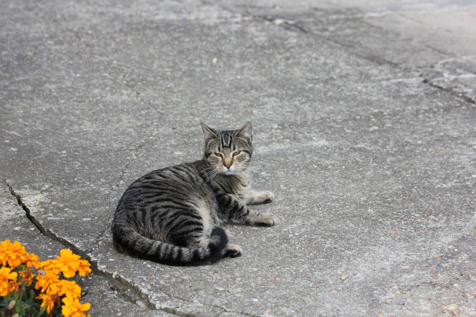 Canon EOS 550D (EOS Rebel T2i / EOS Kiss X4) sample photo. Crampon, cat, tomcat photography