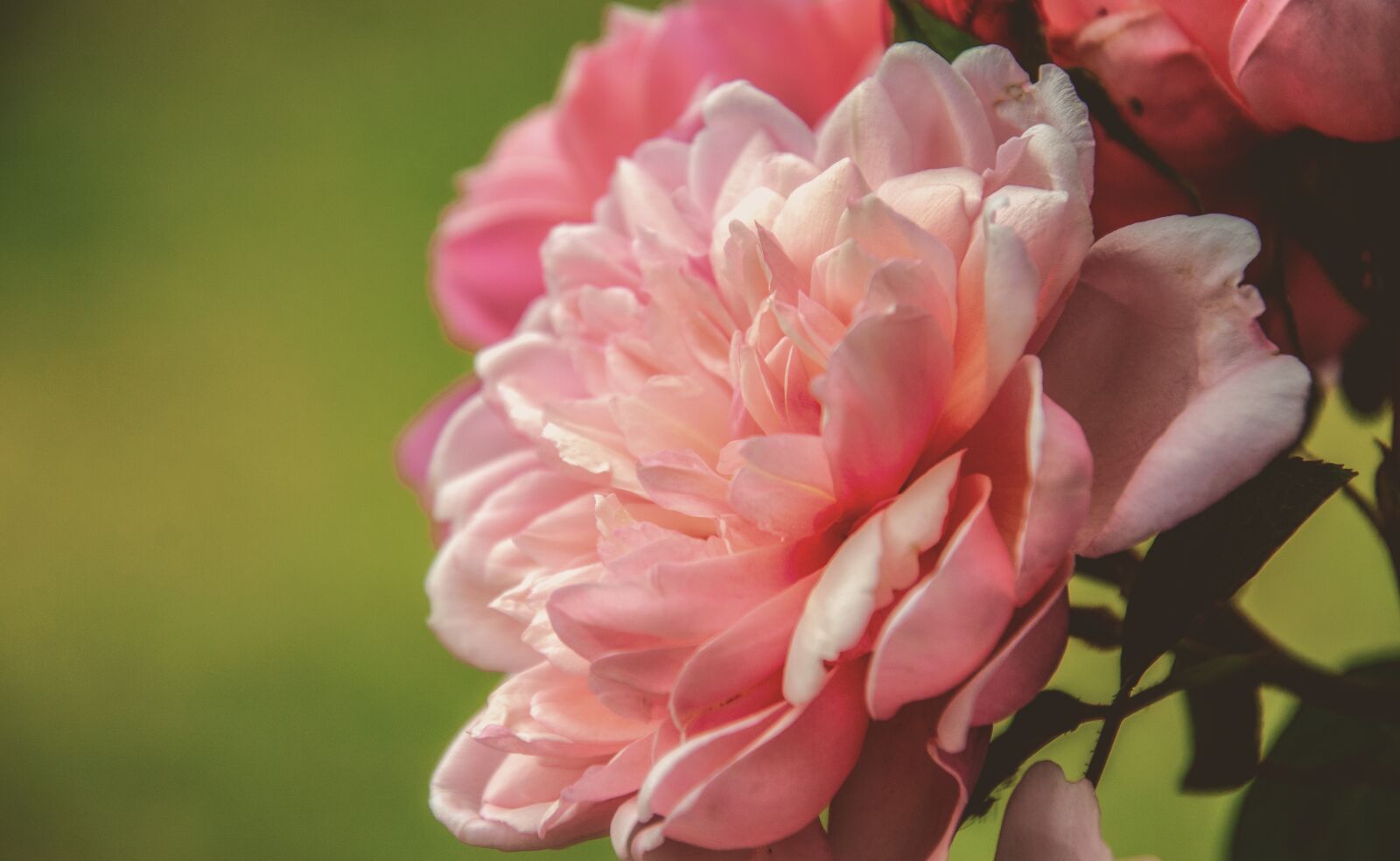 Nikon D7000 sample photo. Rose, flower, nature photography