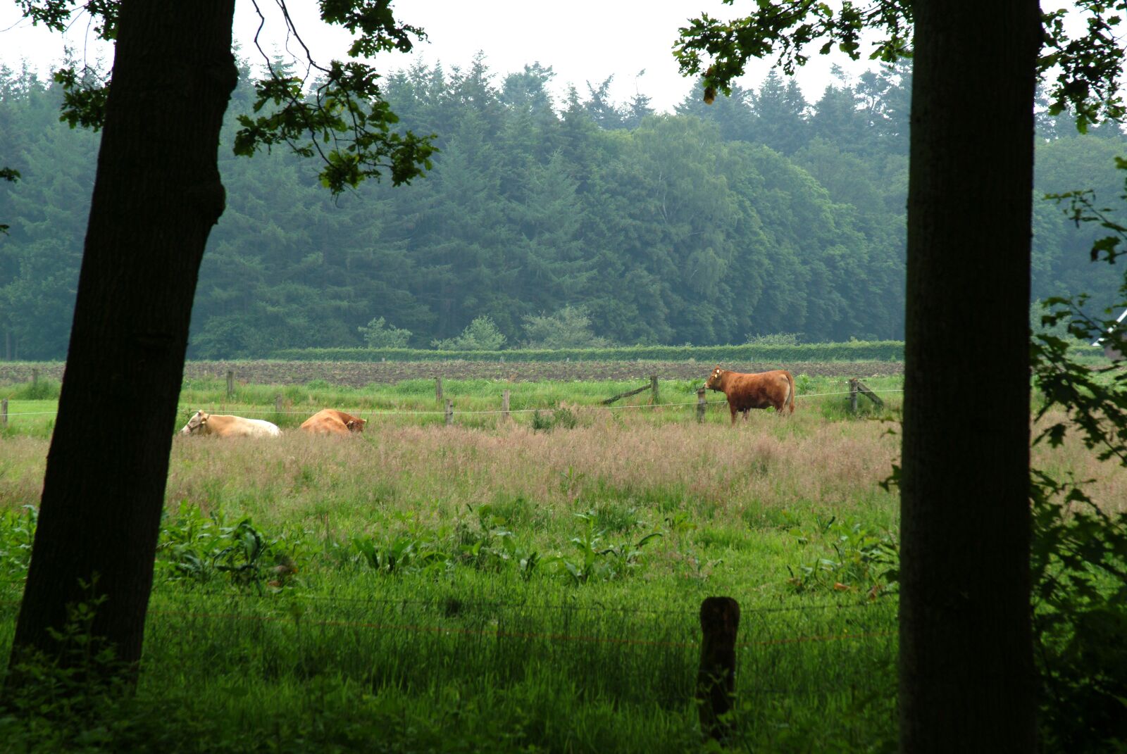Fujifilm FinePix S2 Pro sample photo. This, twente, cows photography