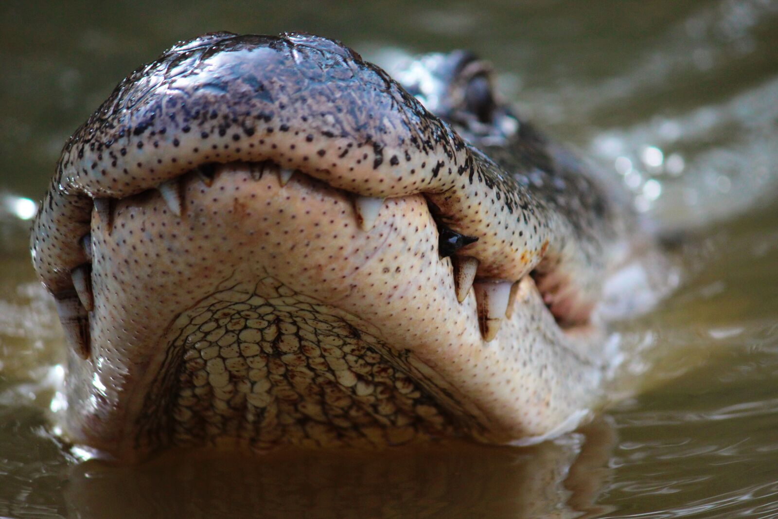 Canon EOS 600D (Rebel EOS T3i / EOS Kiss X5) sample photo. Animals, alligator, reptile photography
