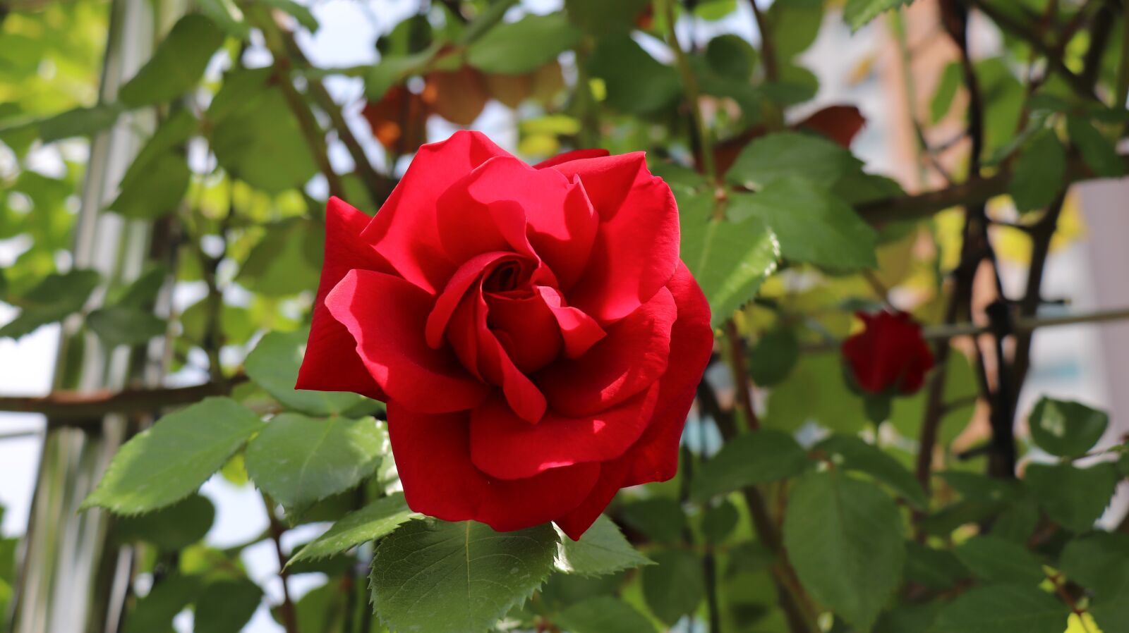 Canon EF-S 18-135mm F3.5-5.6 IS USM sample photo. Rose, rose park, park photography