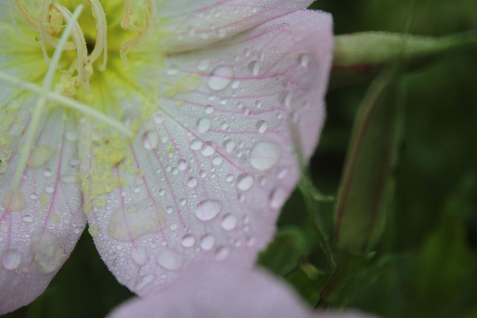 Canon EOS 600D (Rebel EOS T3i / EOS Kiss X5) sample photo. Evening primrose, rain, bloom photography