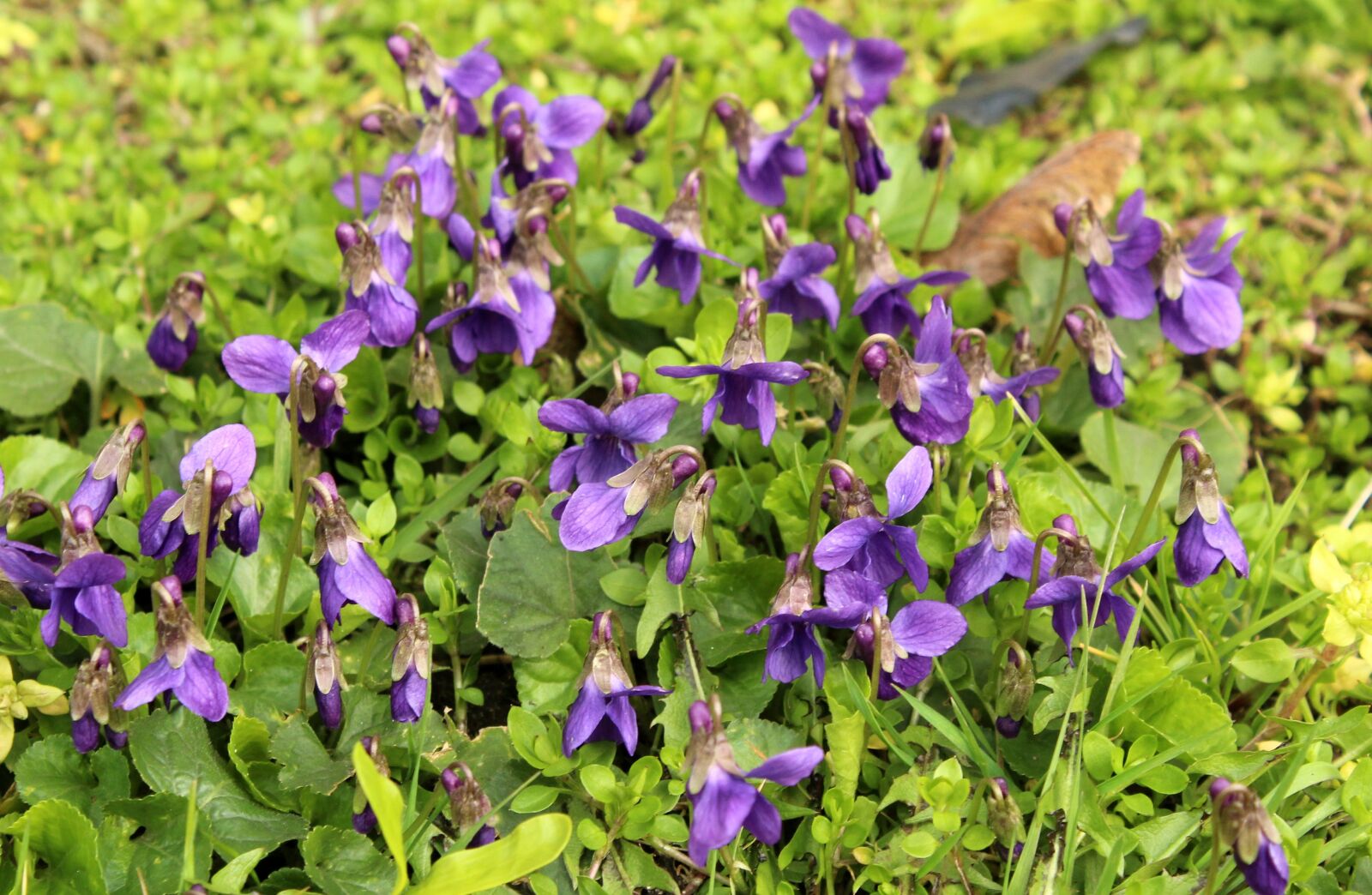 Canon EOS 1200D (EOS Rebel T5 / EOS Kiss X70 / EOS Hi) sample photo. Violets, flowers, spring photography