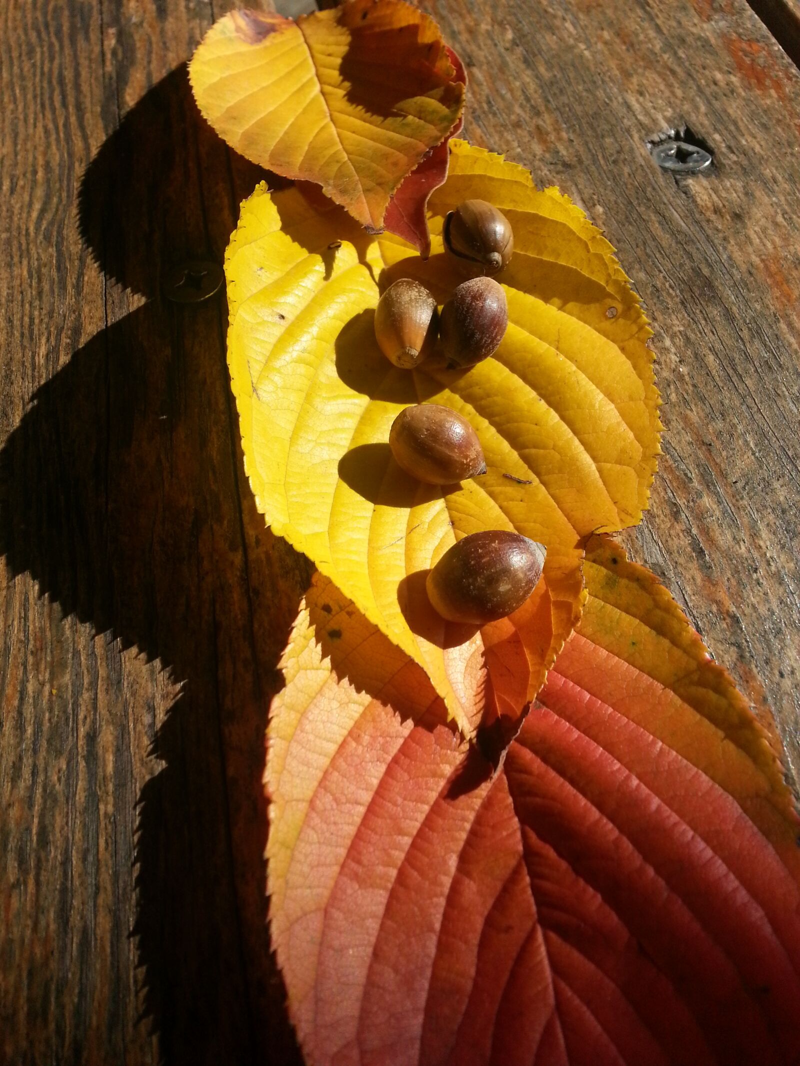 Samsung Galaxy S3 sample photo. Autumn leaves, acorn, autumn photography