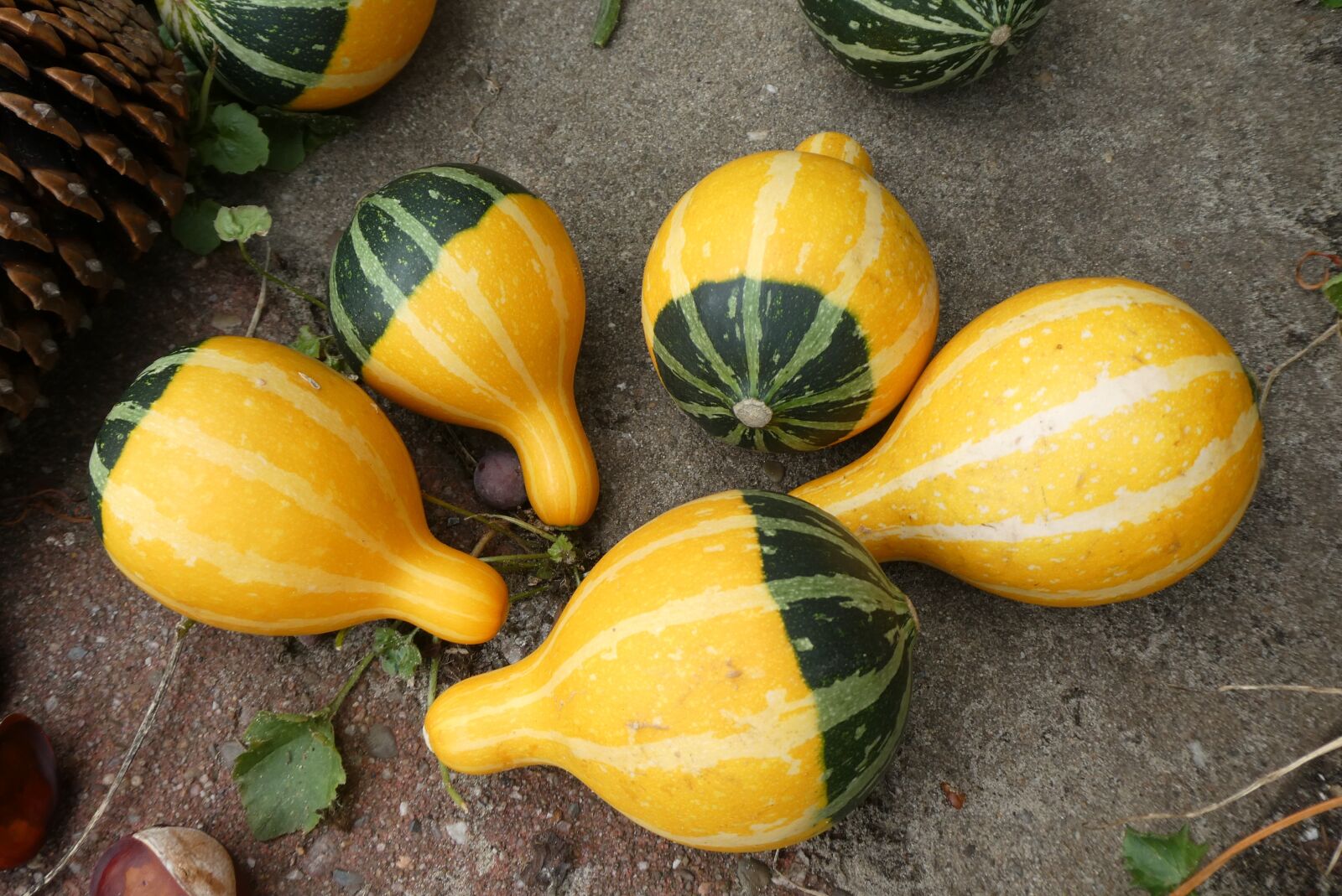 Panasonic Lumix DC-ZS70 (Lumix DC-TZ90) sample photo. Pumpkins, autumn, fruits photography
