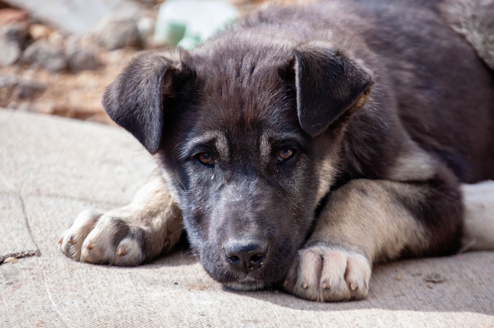 Nikon D40 sample photo. Dog, ear, puppies photography