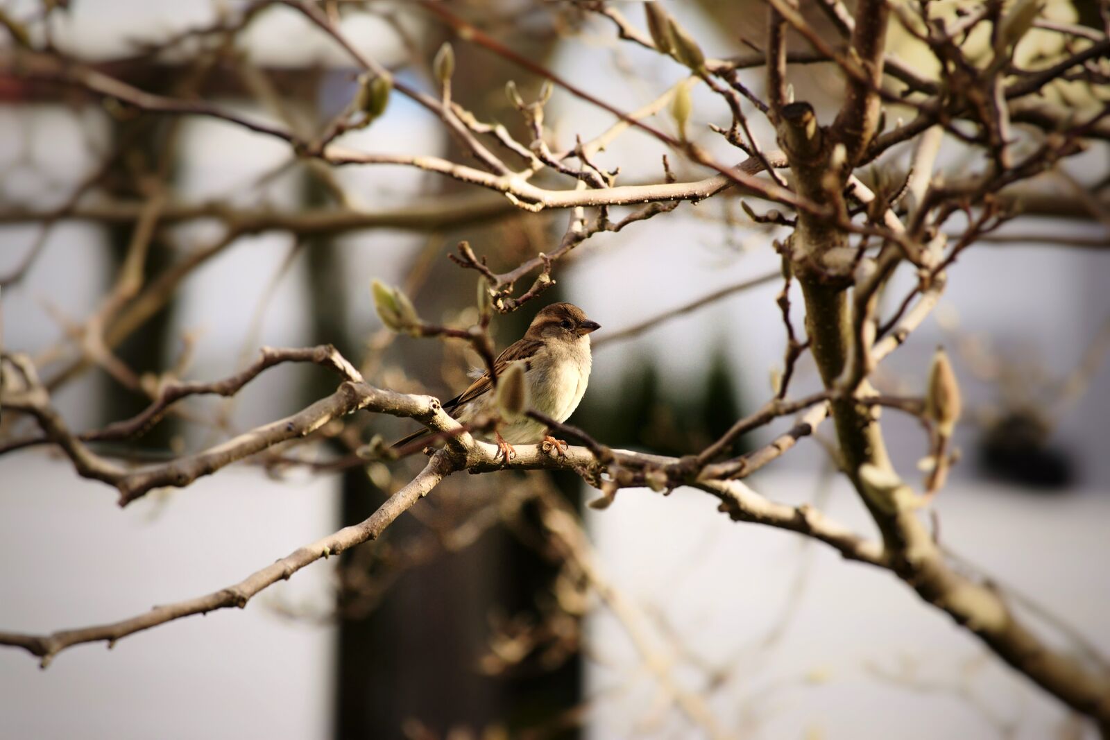 Nikon D3300 sample photo. Day, autumn, nature photography