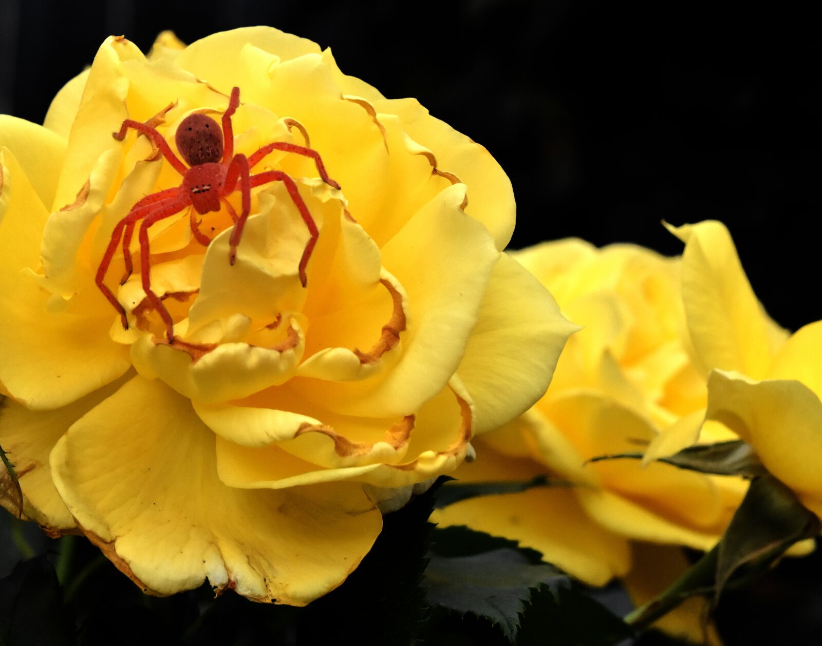 Nikon D7200 sample photo. Yellow rose, rose, spider photography