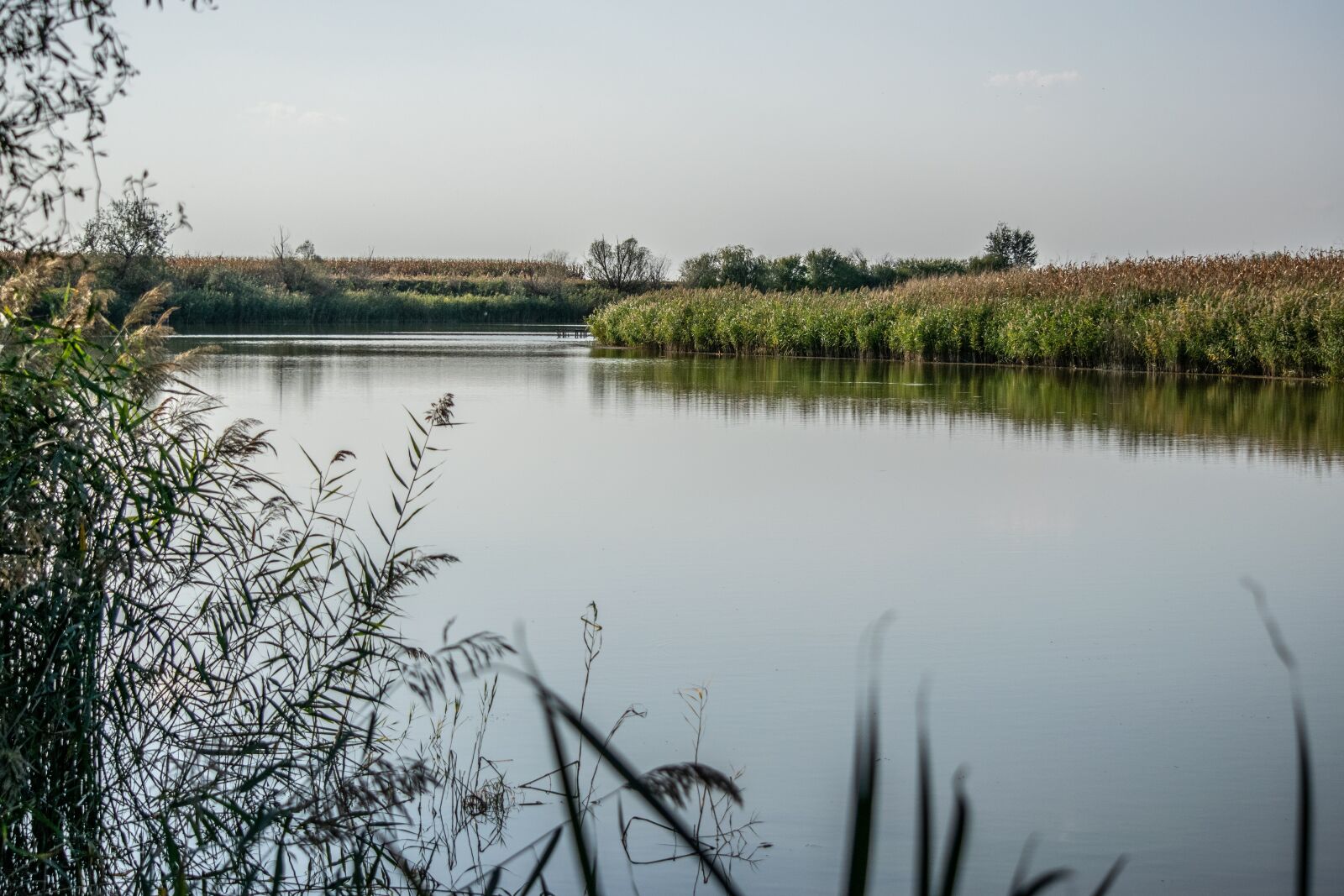 Nikon D3300 sample photo. Water, reed, river photography