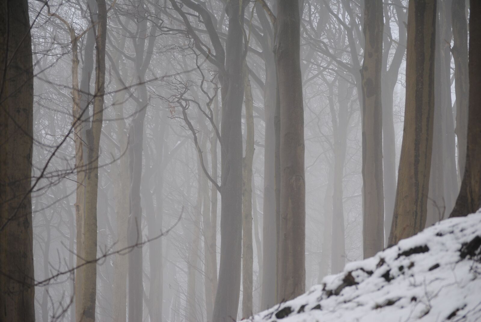 Nikon D3000 sample photo. Trees, mystical, forest photography