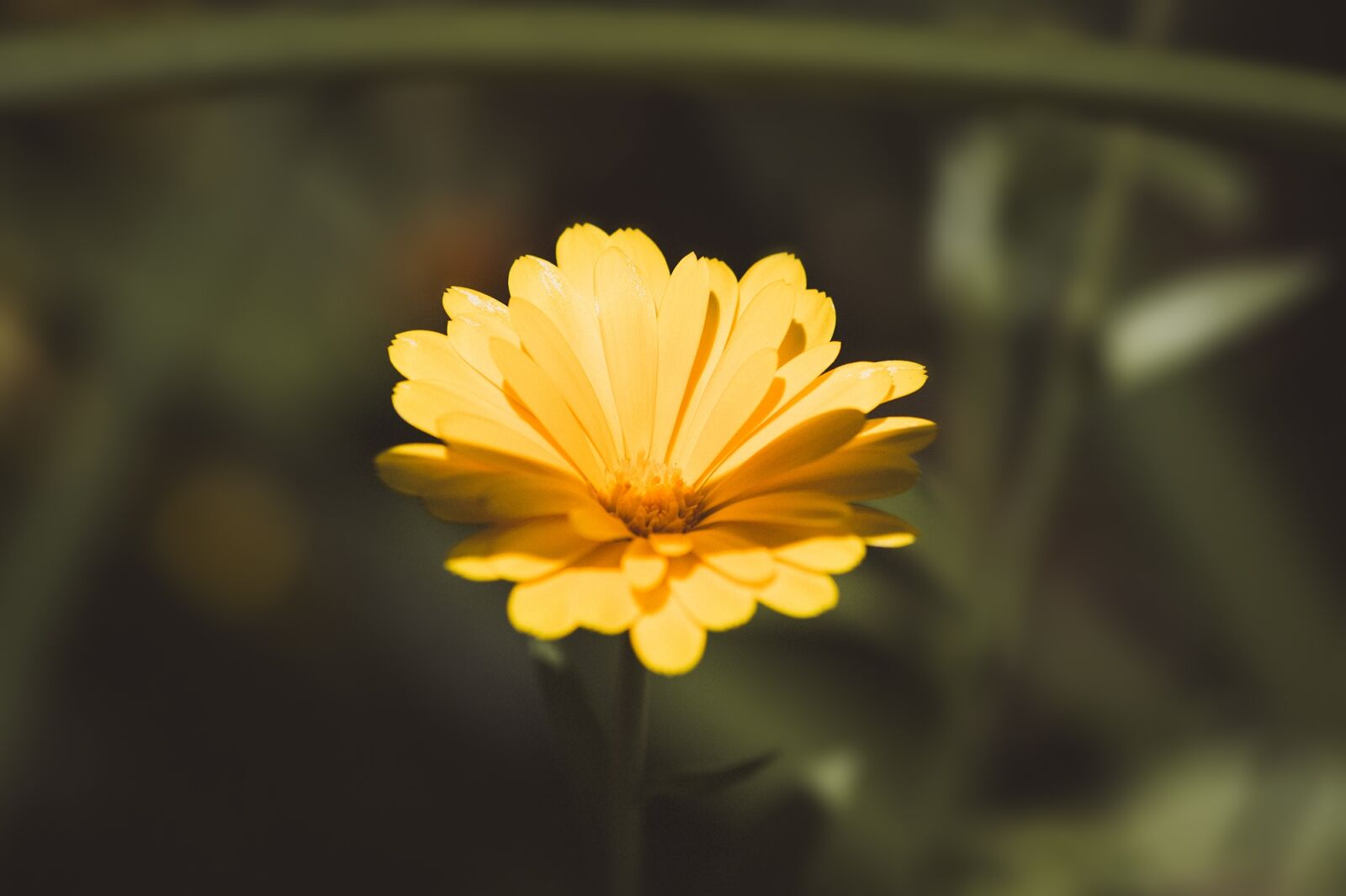 Nikon D7100 sample photo. Marigold, calendula officinalis, flower photography