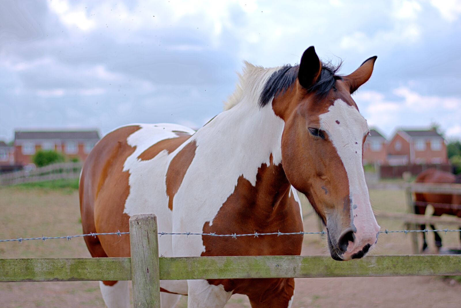 Nikon D3400 sample photo. Horse, horses, field photography