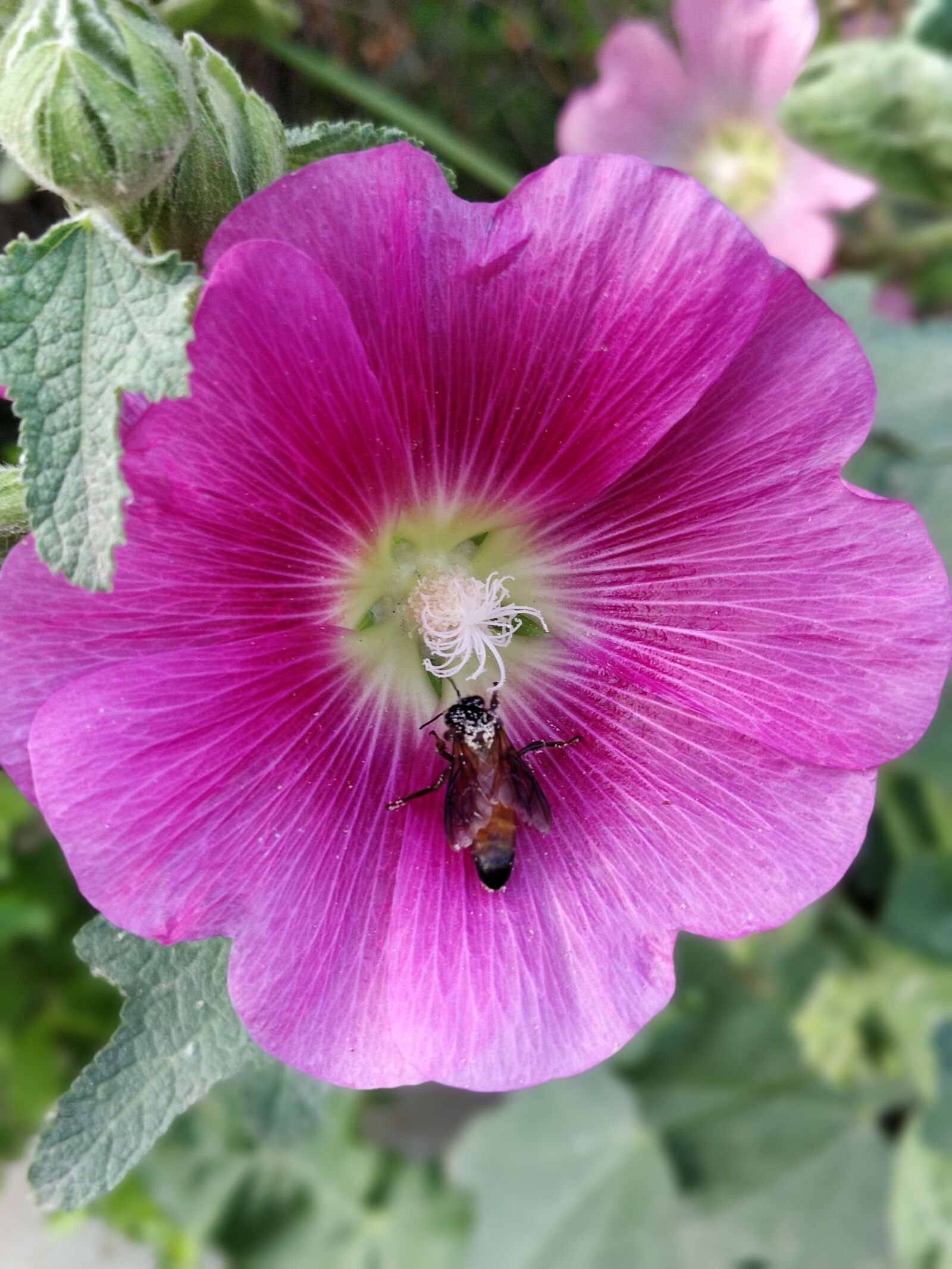 OnePlus 5 sample photo. Flower, nature, garden photography