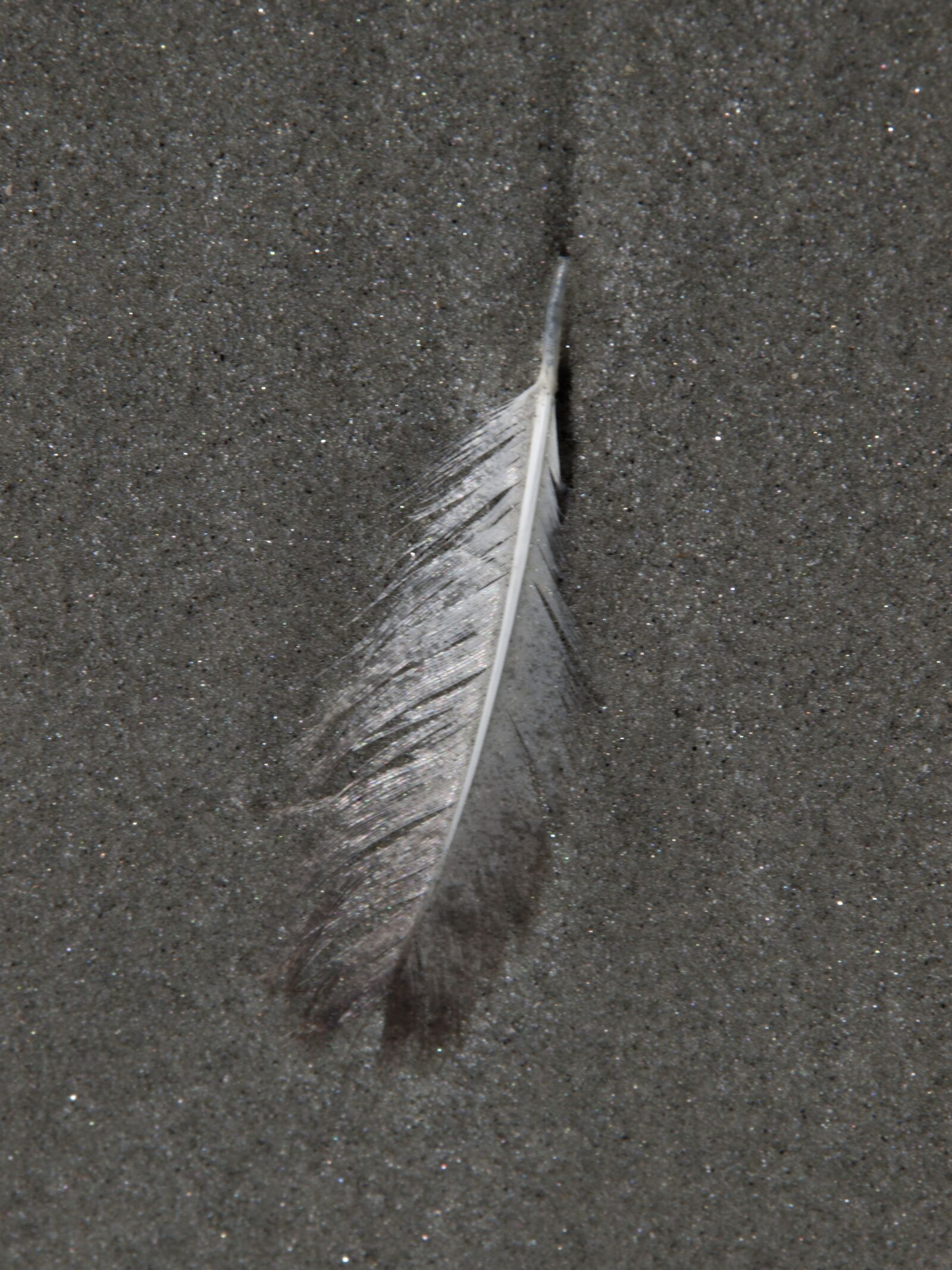 OLYMPUS 18mm-180mm Lens sample photo. Feather, sand, beach photography