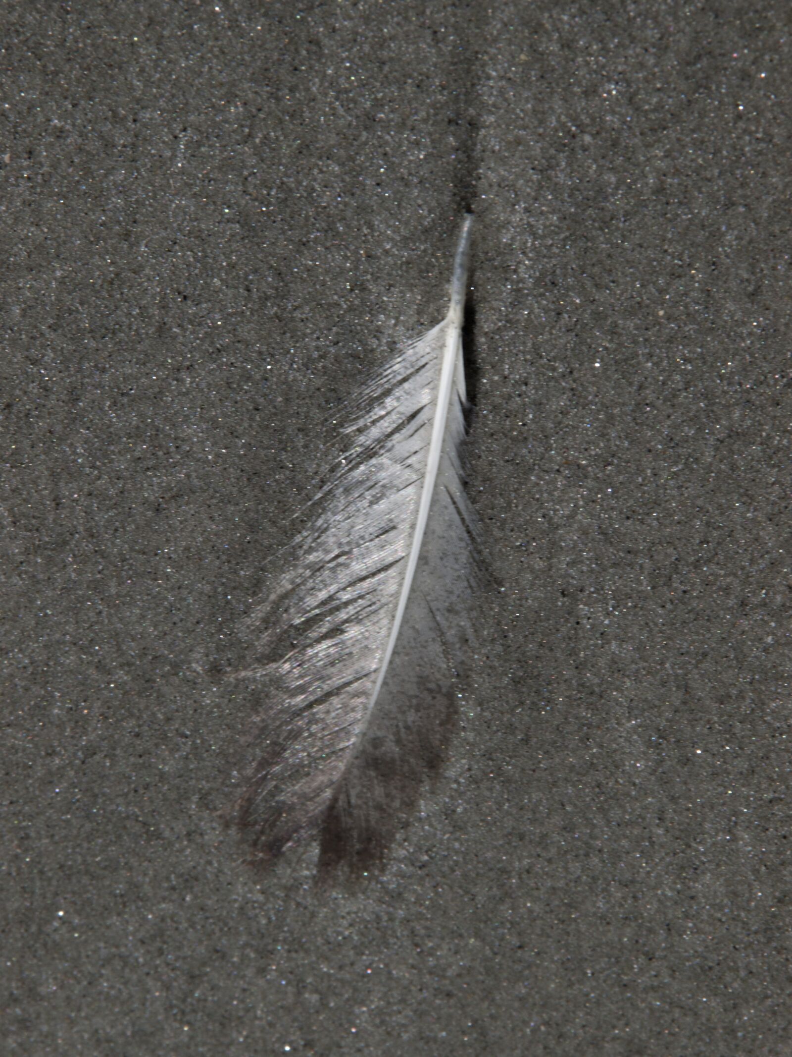 Olympus E-520 (EVOLT E-520) + OLYMPUS 18mm-180mm Lens sample photo. Feather, sand, beach photography