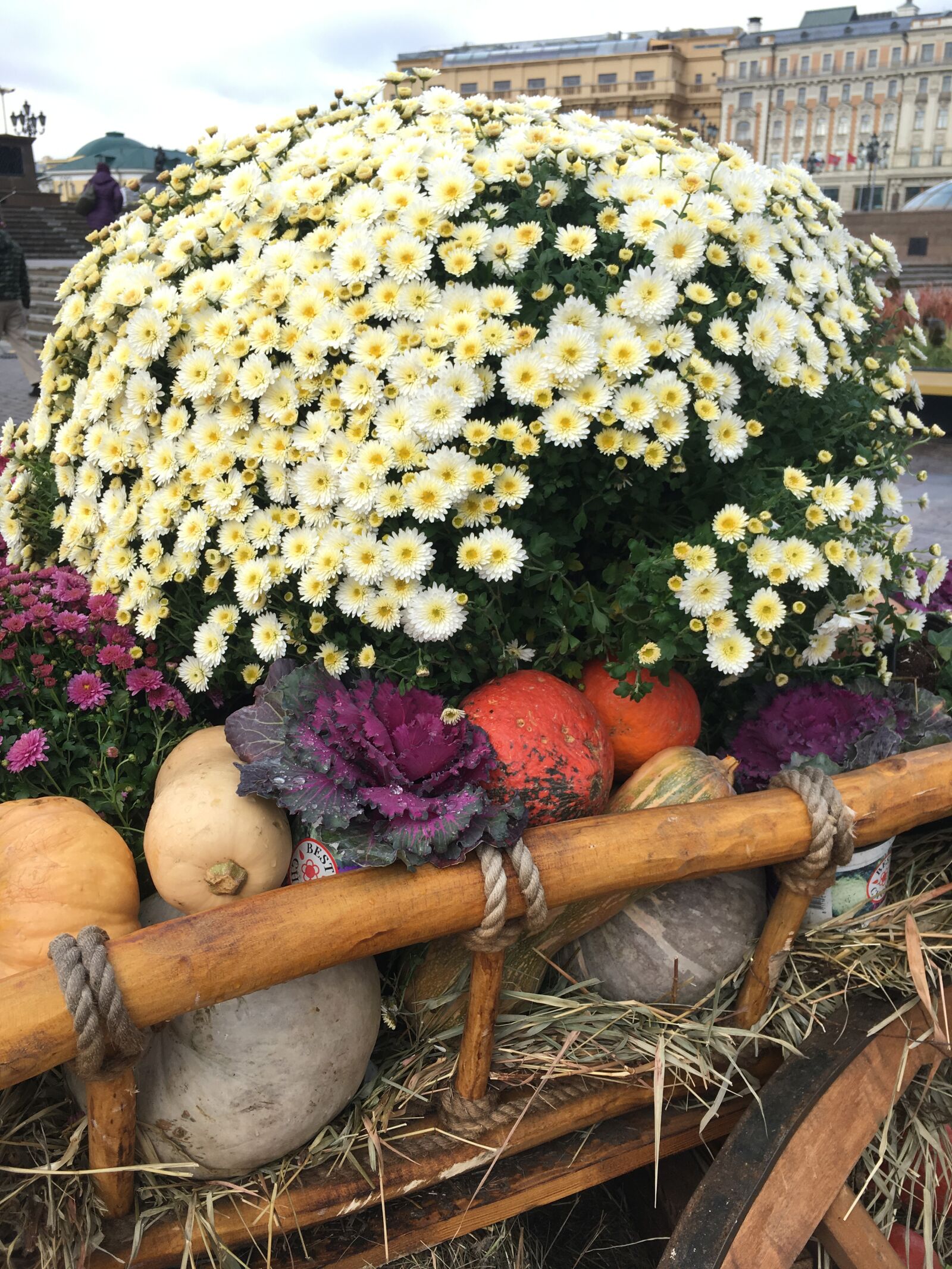 iPhone SE back camera 4.15mm f/2.2 sample photo. осень, урожай, цветы photography