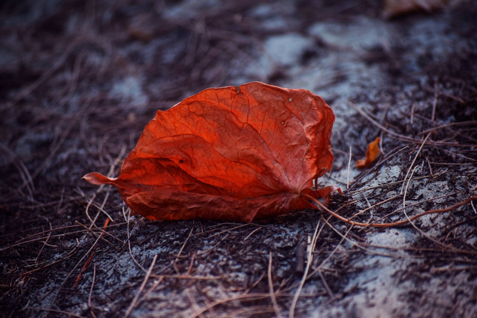 Nikon D5300 sample photo. Leaf, fall, ground photography