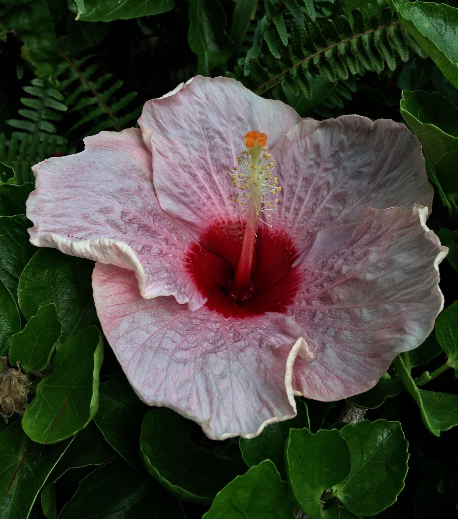Apple iPhone 6s Plus sample photo. Ibisco pink, pink petals photography