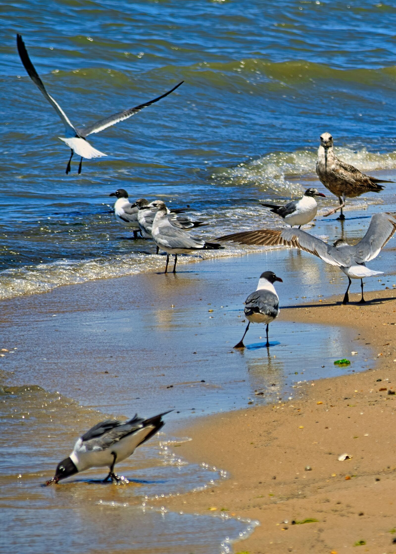 Nikon D3300 sample photo. Seagull, bird, flying photography