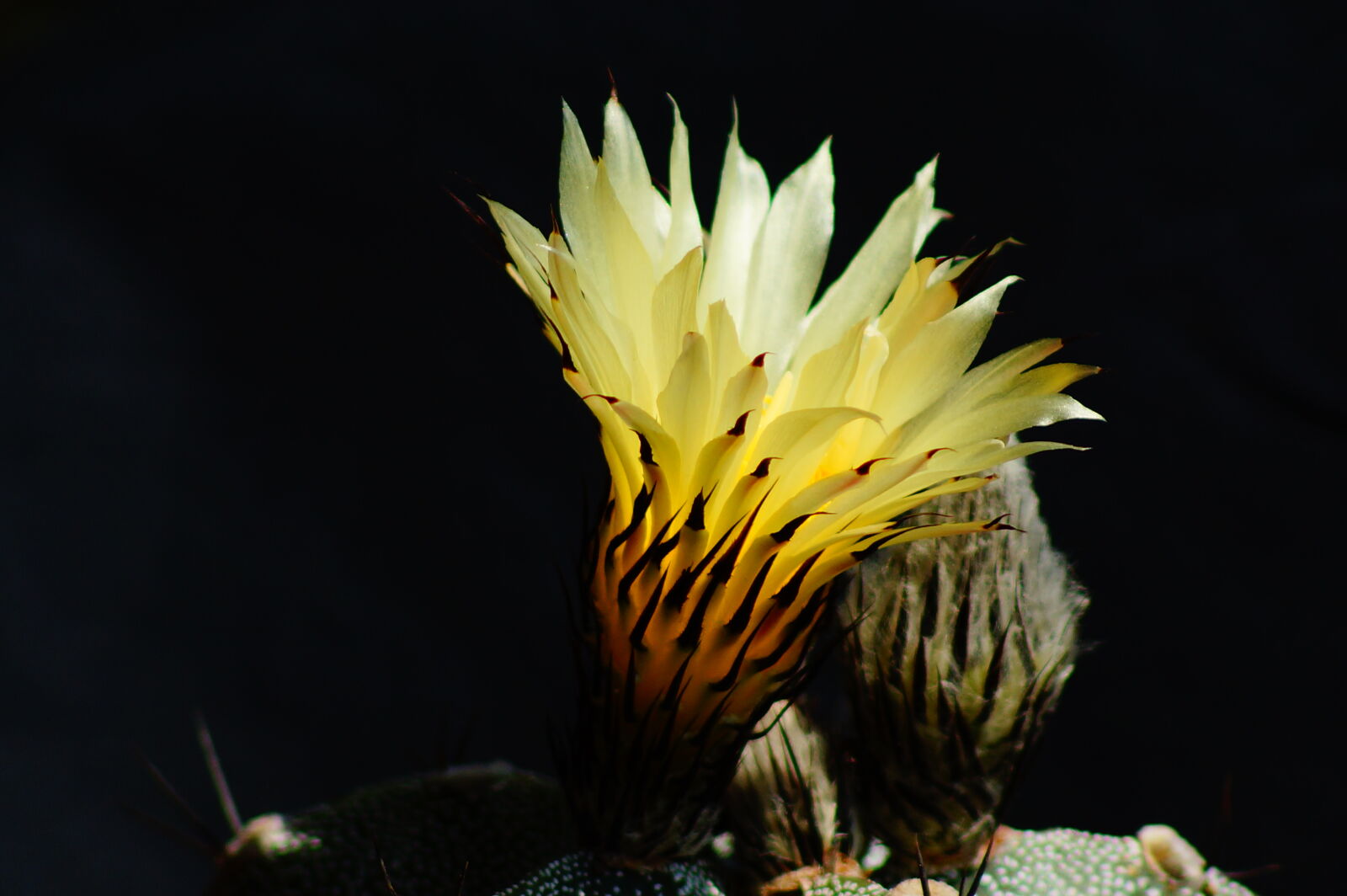 Sony 75-300mm F4.5-5.6 sample photo