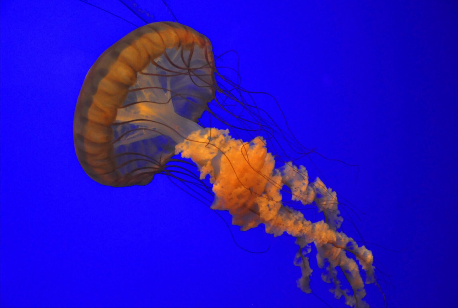 Nikon D90 sample photo. Jellyfish, red, sea photography