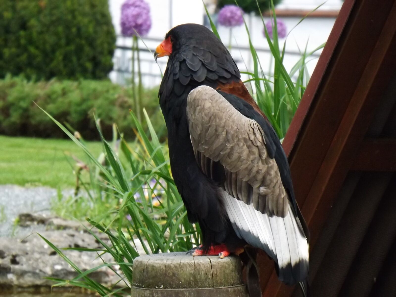 Fujifilm FinePix S4500 sample photo. Raptor, bird park, eagle photography