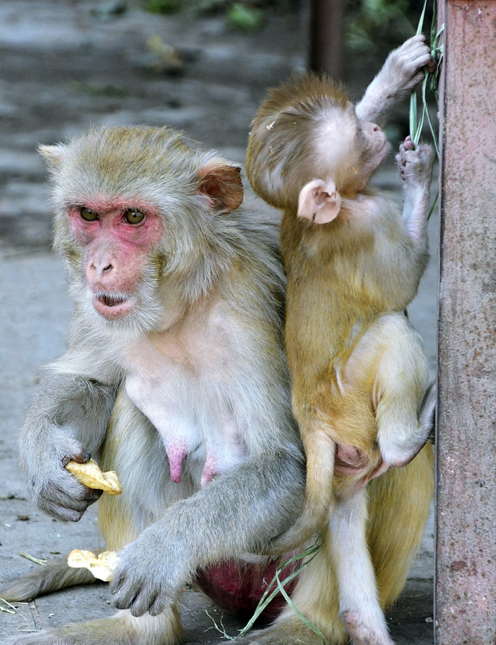 Nikon D5100 sample photo. Monkey, mother, baby photography