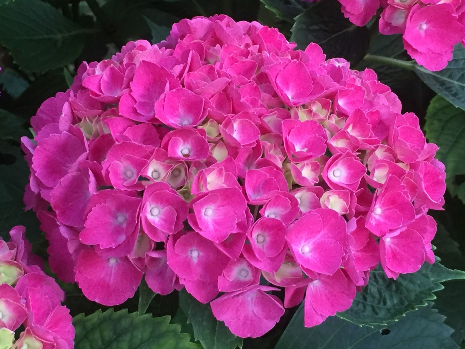 Apple iPhone 6 sample photo. Flowers photography