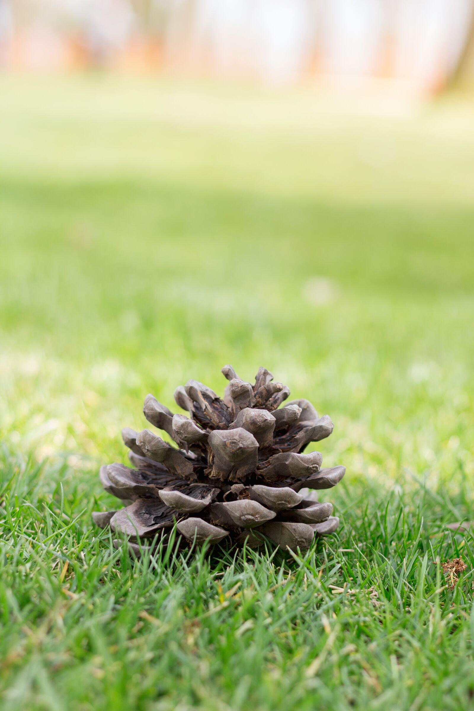 Canon EOS 700D (EOS Rebel T5i / EOS Kiss X7i) + Canon EF 50mm F1.8 II sample photo. Cone, pine, tree photography