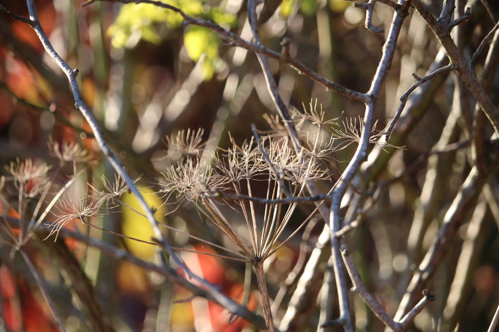 Canon EOS 1300D (EOS Rebel T6 / EOS Kiss X80) sample photo. Plant, nature, autumn photography